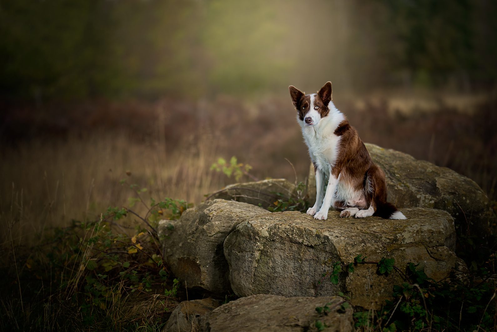 K2photographic - UK specialists in cinematic off-camera flash for horse portrait photography, dog & family portraits.