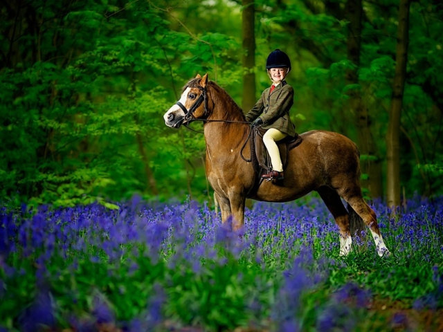 Horse portrait photography, Equine photography, K2photographic, spring bluebells