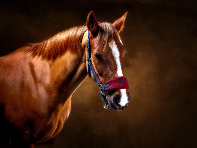 Horse portrait photography, Equine photography, K2photographic