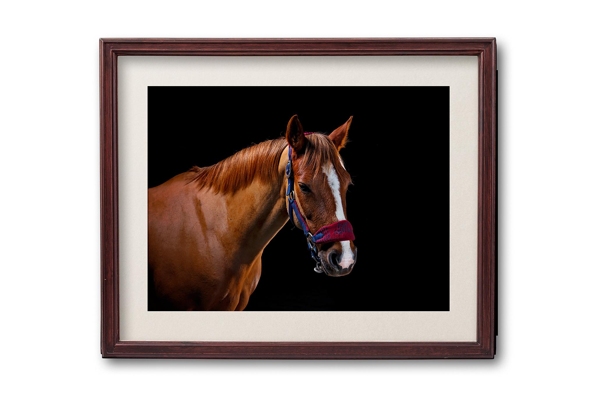 Amazing Horse Portrait Photography Yorkshire - K2Photographic - Gallery