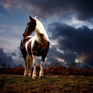 Cinematic horse photography with off camera flash www.K2photographic.com Wakefield West Yorkshire UK