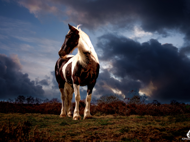 Amazing Dark And Dramatic Horse Portrait Photography in Yorkshire - K2Photographic - Gallery