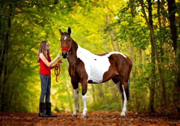 Horse Portrait Photography In Beautiful Yorkshire Locations