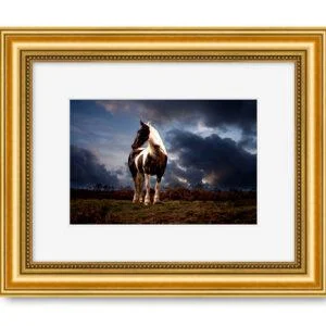 Bespoke Horse Portrait Photography Shoot