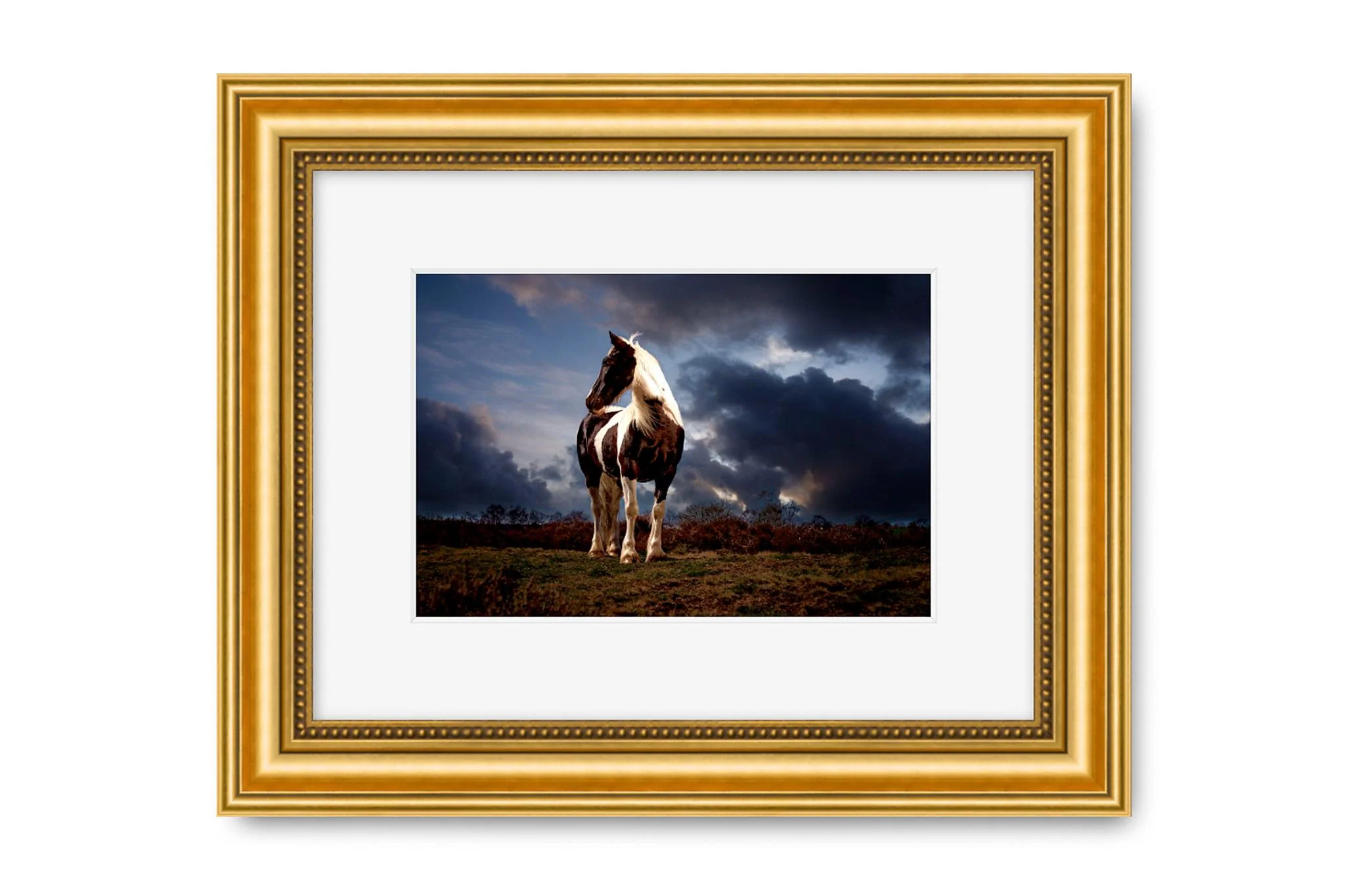 Bespoke Horse Portrait Photography Shoot