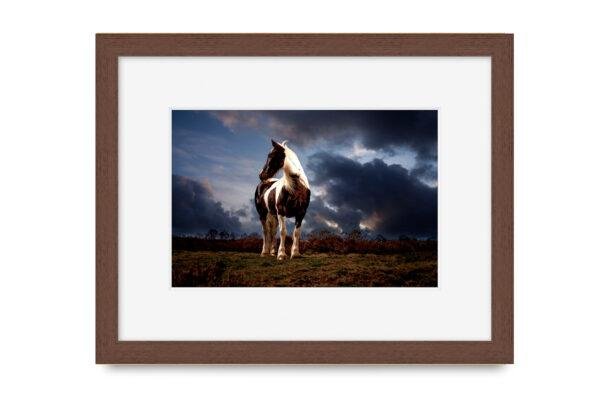 Walnut Picture Frame With A4 Mounted Horse Portrait Print