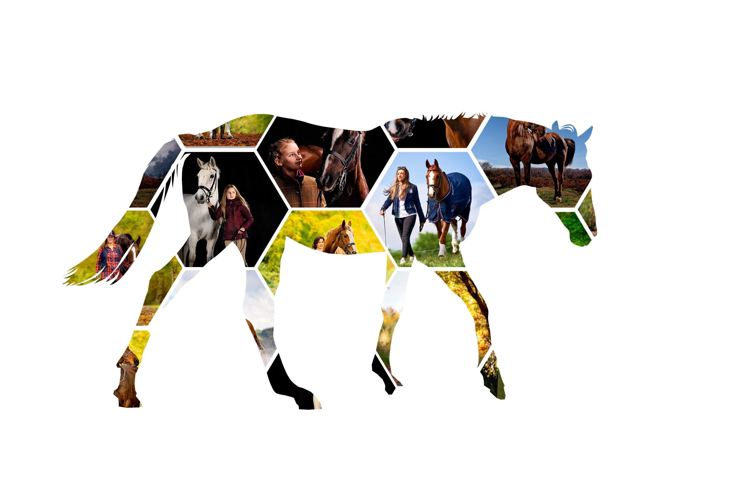 Photoshop-Hexagon-Collage-Template-filled-in Horse Portrait Photography