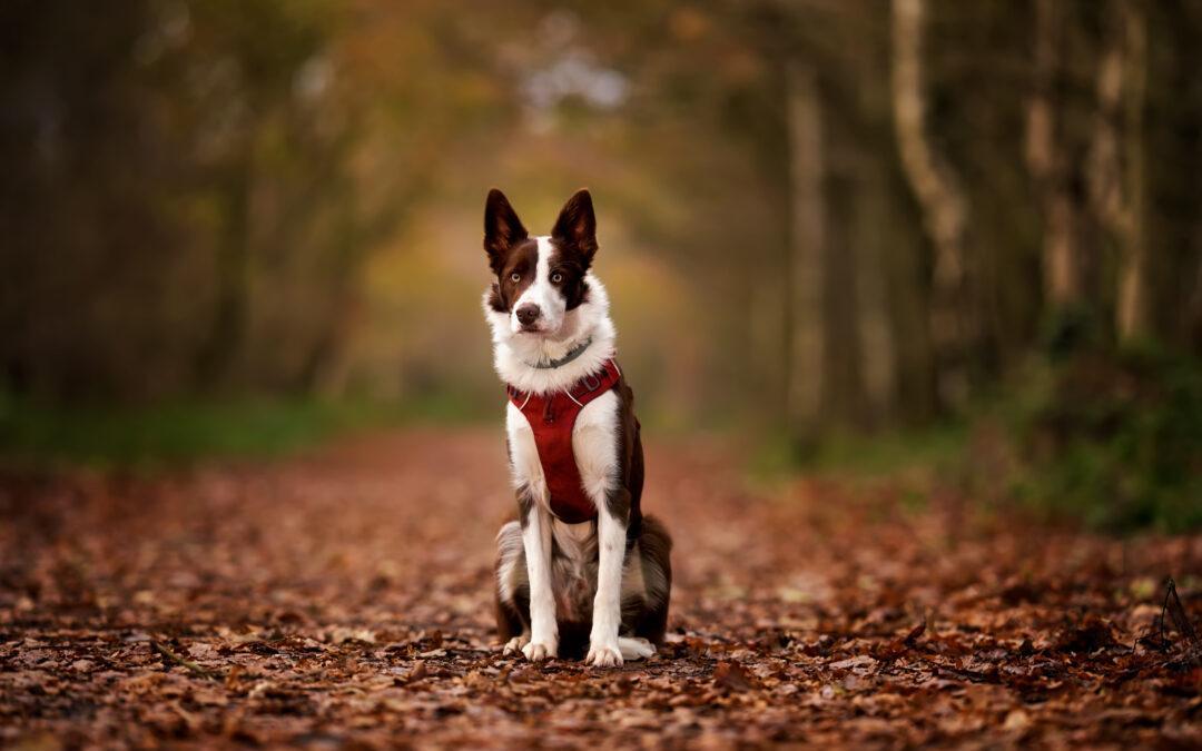 Photographing Dogs Outdoors With Flash & A MagMod MagBeam 