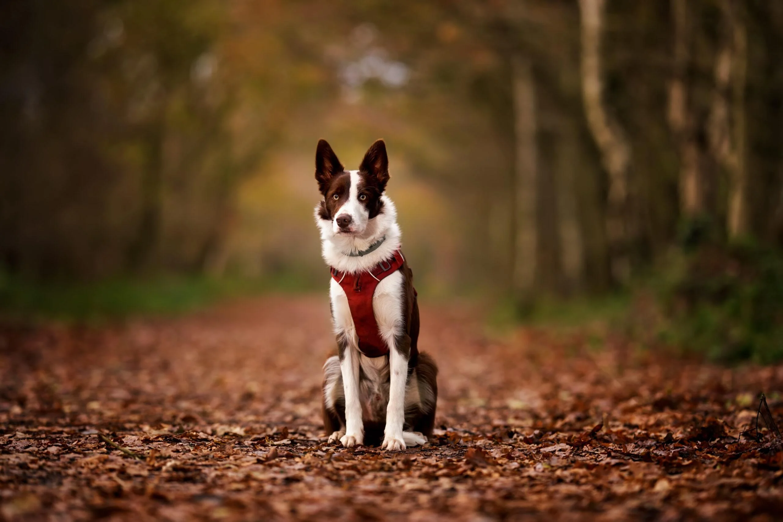 About K2photographic 4 K2photographic - UK specialists in cinematic off-camera flash for horse portrait photography, dog & family portraits.