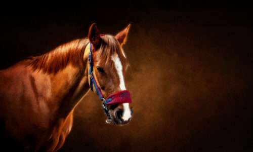 Blog K2photographic 10 Horse Portrait Photography