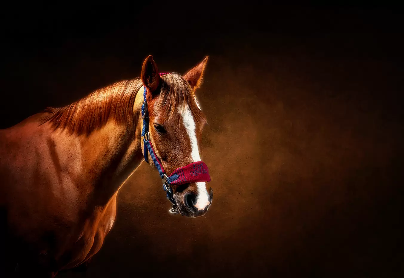 Horse Portrait Photography