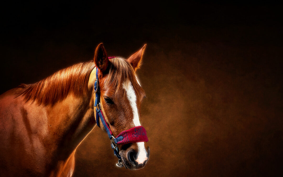 WHAT MAKES A GOOD HORSE PORTRAIT?