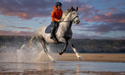 K2photographic - UK specialists in cinematic off-camera flash for horse portrait photography, dog & family portraits.