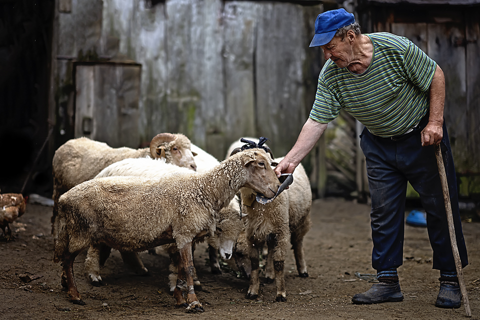 Peter Sheep Farmer Holbav Romania