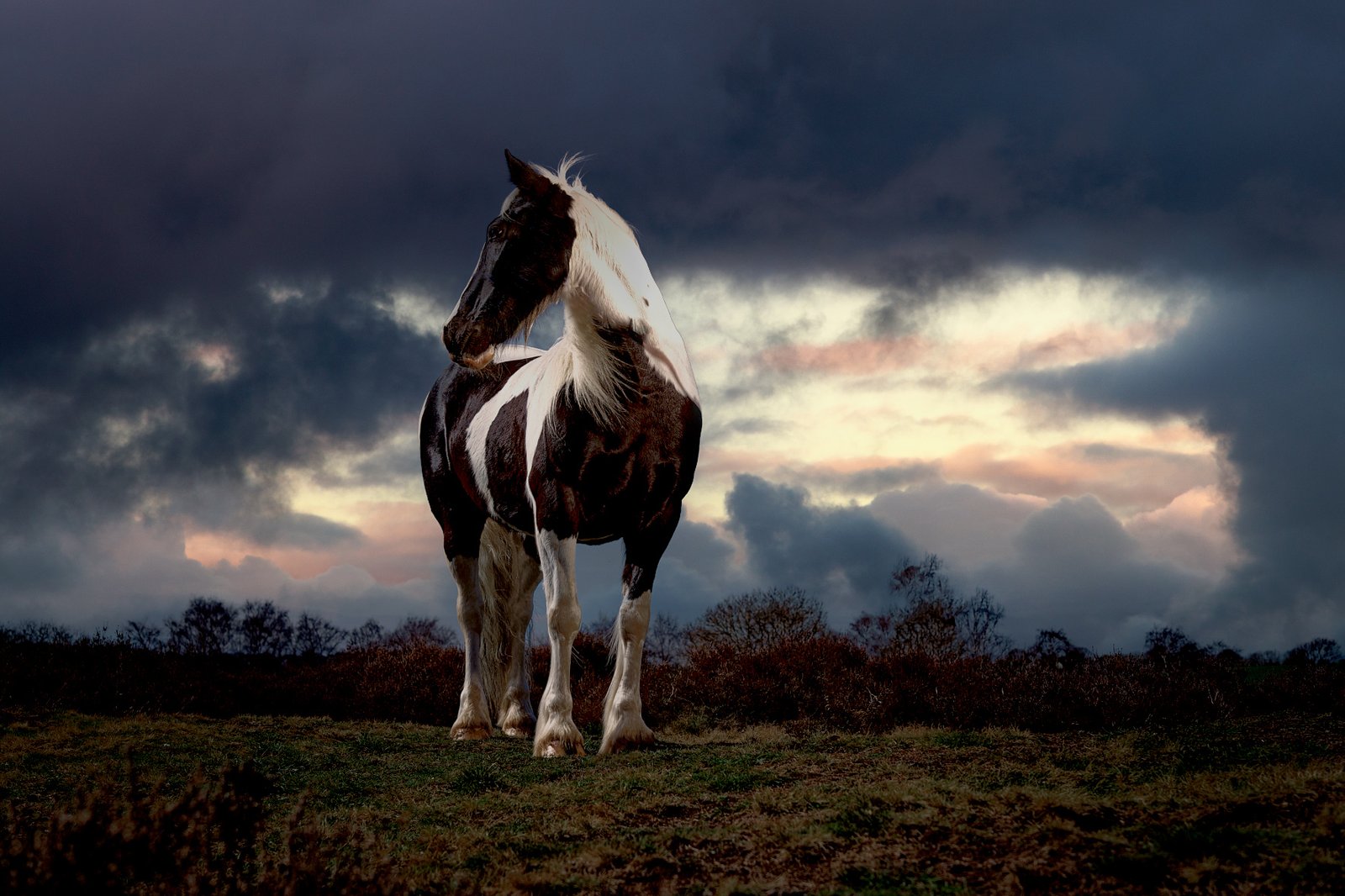 K2photographic - UK specialists in cinematic off-camera flash for horse portrait photography, dog & family portraits.