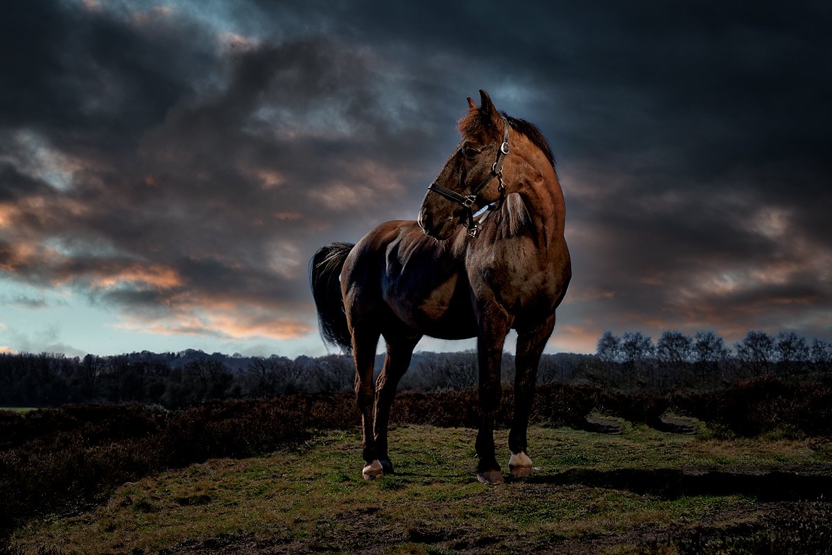 K2photographic - UK specialists in cinematic off-camera flash for horse portrait photography, dog & family portraits.