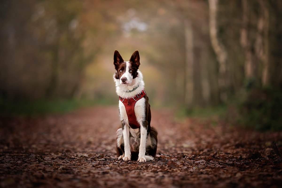 K2photographic - UK specialists in cinematic off-camera flash for horse portrait photography, dog & family portraits.