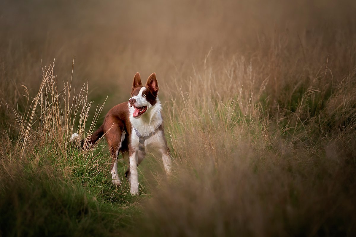 K2photographic - UK specialists in cinematic off-camera flash for horse portrait photography, dog & family portraits.