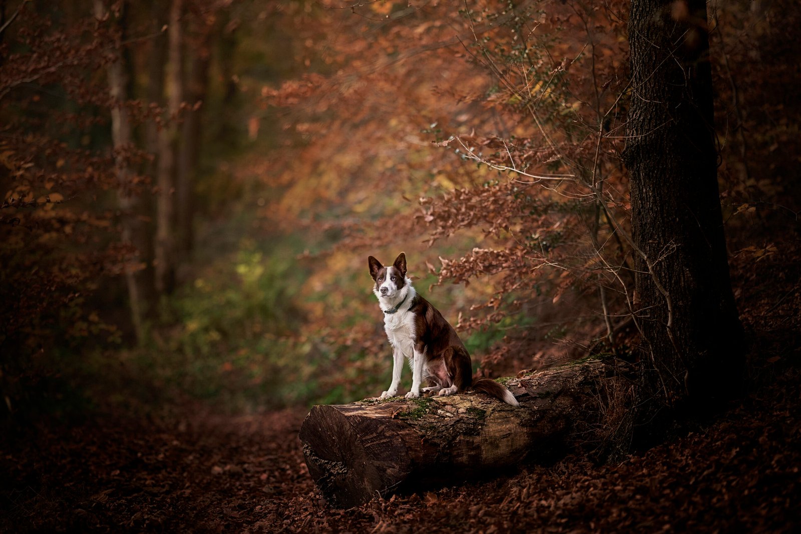 K2photographic - UK specialists in cinematic off-camera flash for horse portrait photography, dog & family portraits.