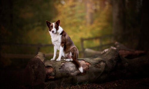 The Blog 11 K2photographic - UK specialists in cinematic off-camera flash for horse portrait photography, dog & family portraits.
