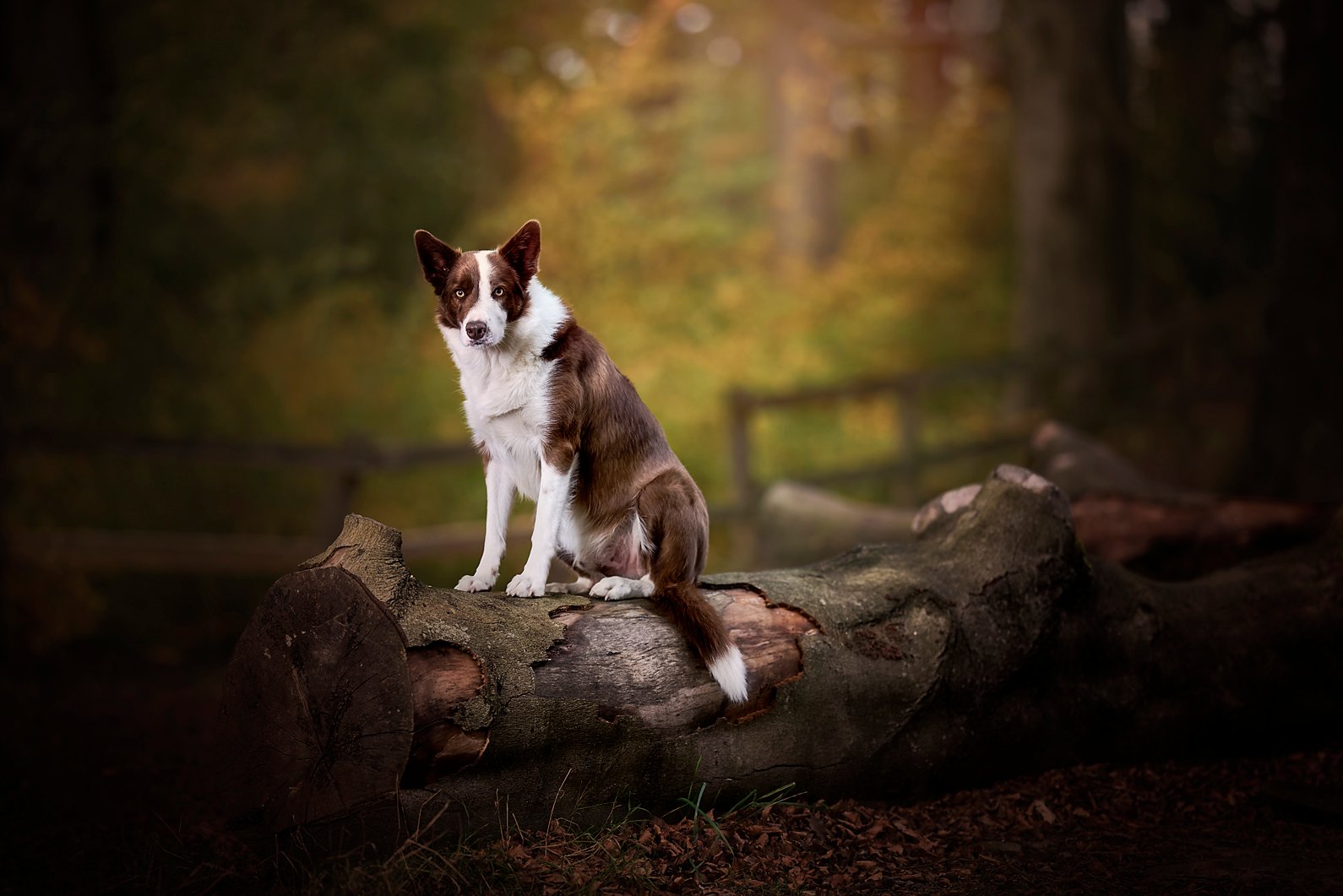 K2photographic - UK specialists in cinematic off-camera flash for horse portrait photography, dog & family portraits.