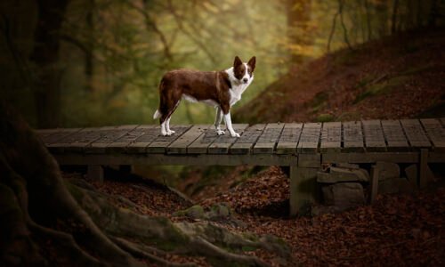 The Blog 10 K2photographic - UK specialists in cinematic off-camera flash for horse portrait photography, dog & family portraits.