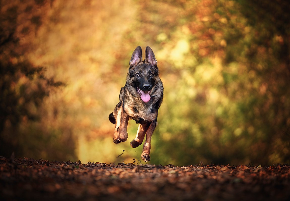 K2photographic - UK specialists in cinematic off-camera flash for horse portrait photography, dog & family portraits.